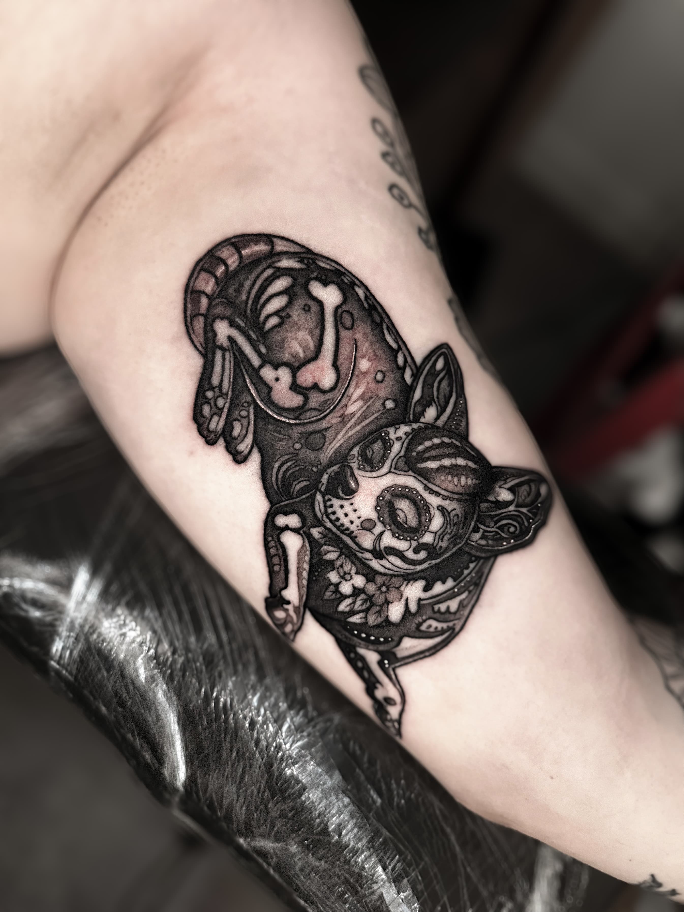 알레브리헤 치와와