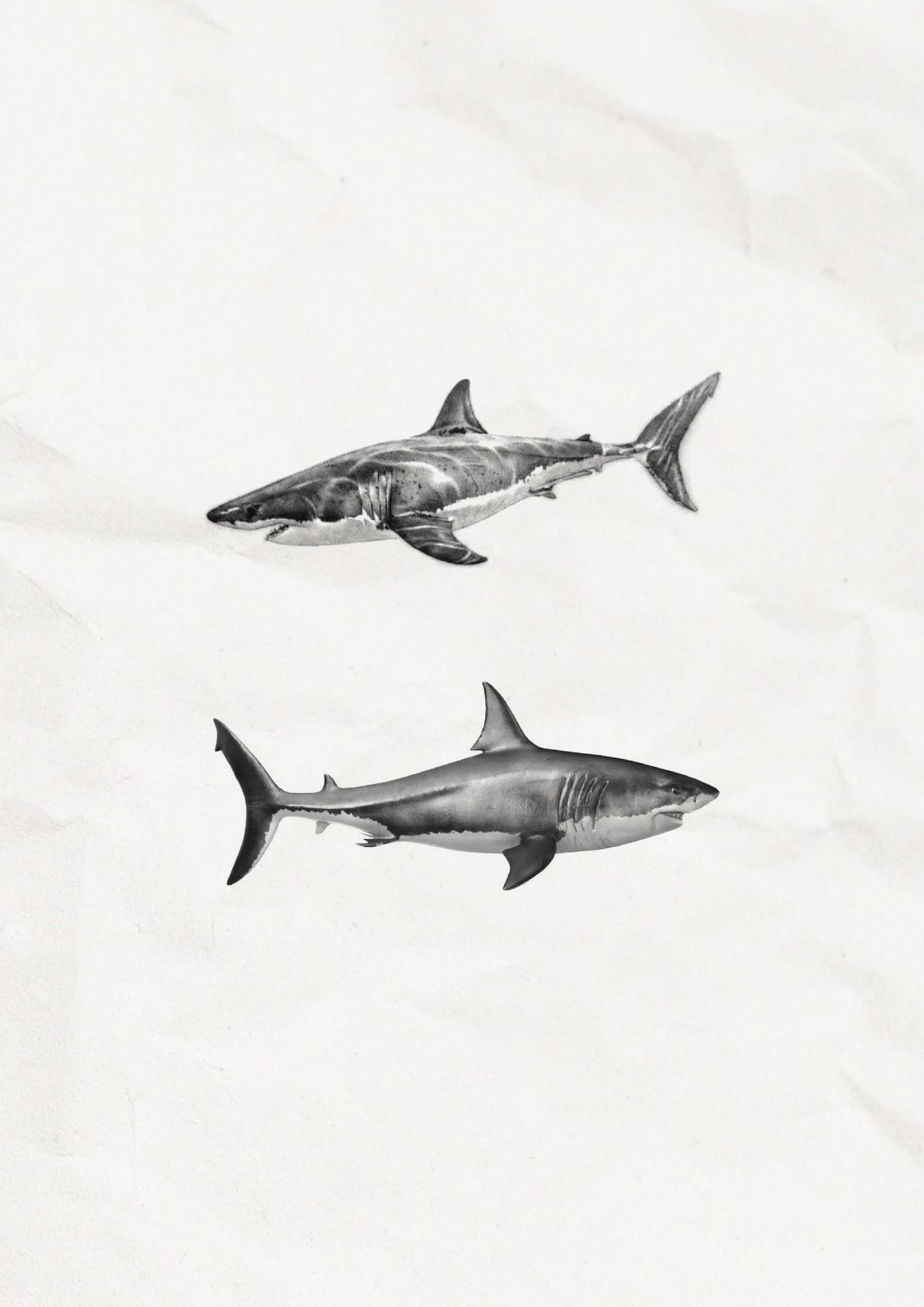 상어타투 이벤트 도안 수원타투 인계동타투