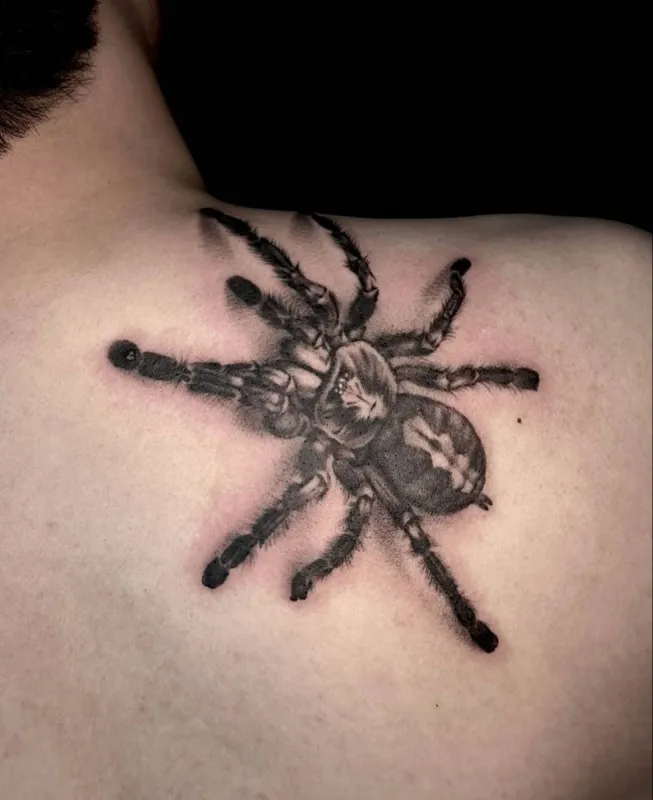 거미 타란튤라 - 1